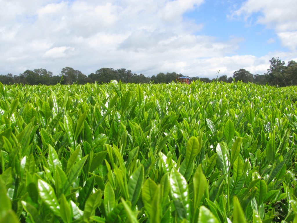 Ito En Tea Farm | Washoku Lovers